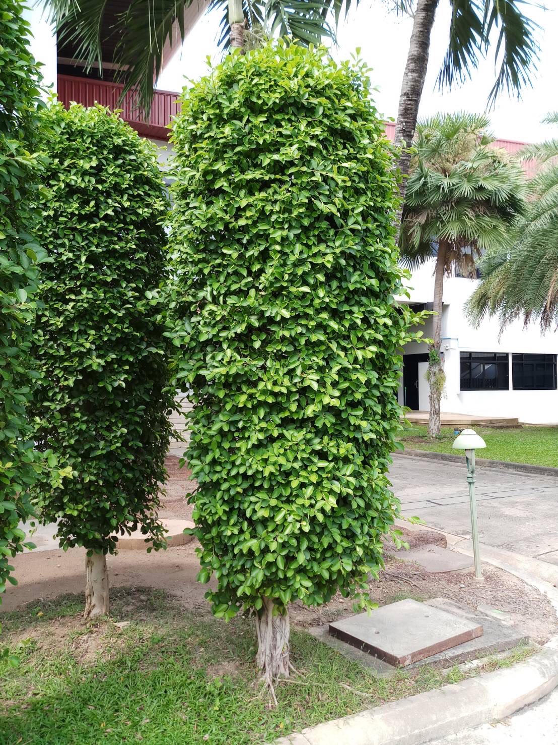 ไทรอินโด Ficus microcarpa L.f.  <br/>MORACEAE